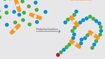 An infographic showing molecules during a polymerization reaction. An infographic showing molecules during a polymerization reaction.